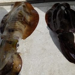 フィッシングボート空風(そらかぜ) 釣果