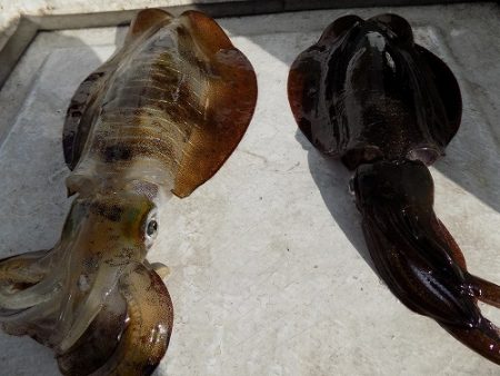 フィッシングボート空風(そらかぜ) 釣果