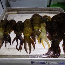 フィッシングボート空風(そらかぜ) 釣果