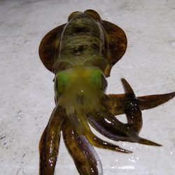 フィッシングボート空風(そらかぜ) 釣果