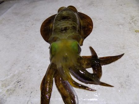 フィッシングボート空風（そらかぜ） 釣果