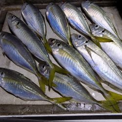 フィッシングボート空風(そらかぜ) 釣果