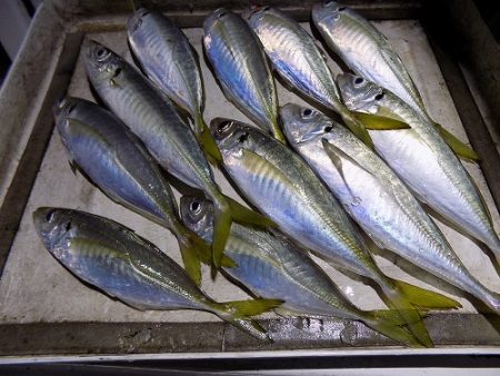 フィッシングボート空風(そらかぜ) 釣果