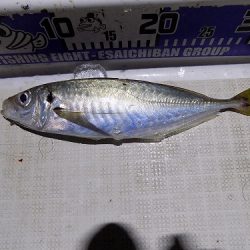 フィッシングボート空風(そらかぜ) 釣果