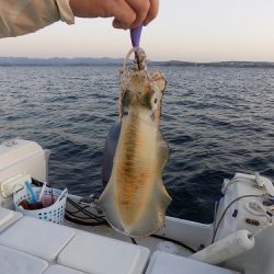 フィッシングボート空風(そらかぜ) 釣果