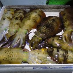 フィッシングボート空風(そらかぜ) 釣果