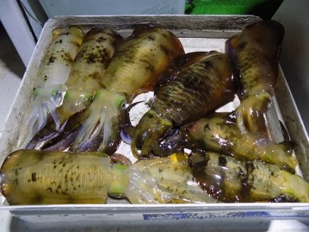 フィッシングボート空風(そらかぜ) 釣果