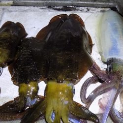 フィッシングボート空風(そらかぜ) 釣果