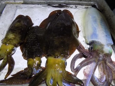 フィッシングボート空風(そらかぜ) 釣果