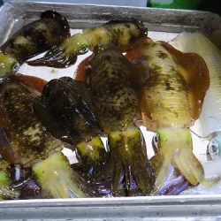 フィッシングボート空風(そらかぜ) 釣果