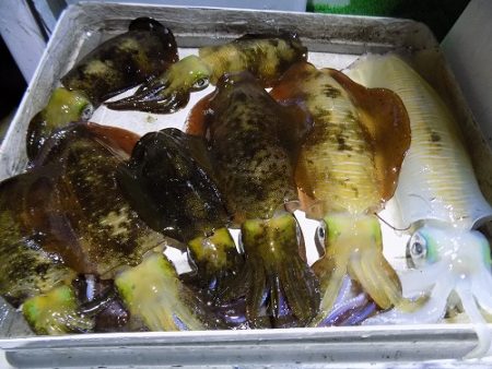 フィッシングボート空風（そらかぜ） 釣果