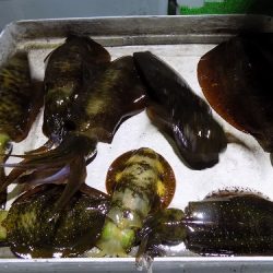 フィッシングボート空風(そらかぜ) 釣果