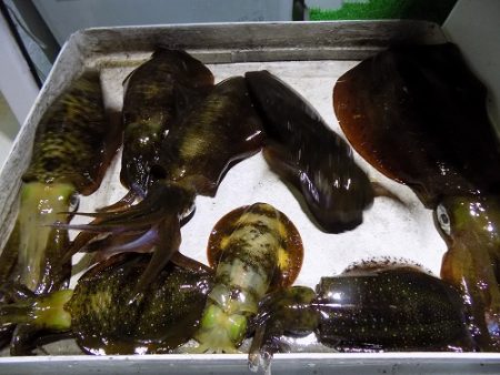 フィッシングボート空風(そらかぜ) 釣果