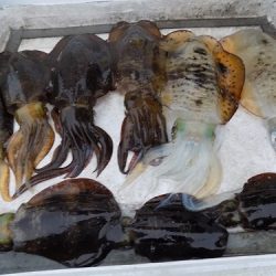 フィッシングボート空風(そらかぜ) 釣果