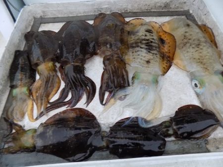 フィッシングボート空風(そらかぜ) 釣果