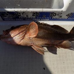 フィッシングボート空風（そらかぜ） 釣果