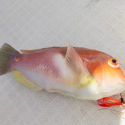 フィッシングボート空風（そらかぜ） 釣果