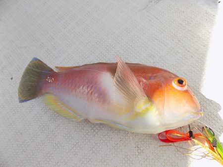 フィッシングボート空風（そらかぜ） 釣果