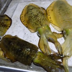 フィッシングボート空風(そらかぜ) 釣果