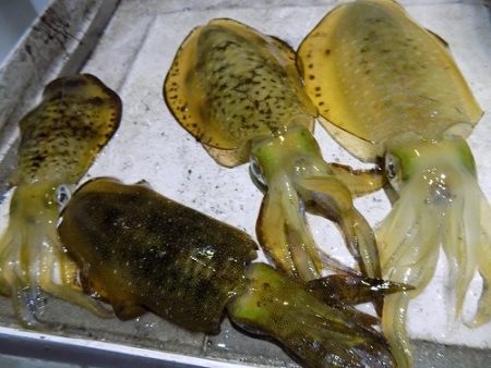 フィッシングボート空風(そらかぜ) 釣果