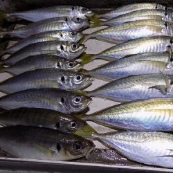 フィッシングボート空風(そらかぜ) 釣果