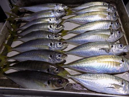 フィッシングボート空風(そらかぜ) 釣果