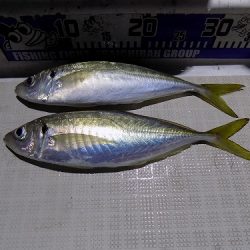 フィッシングボート空風(そらかぜ) 釣果