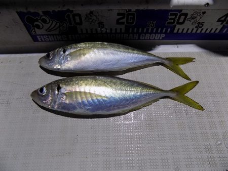 フィッシングボート空風(そらかぜ) 釣果