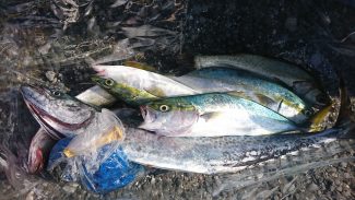 宮川丸 釣果