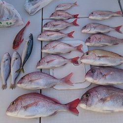 フィッシングボートACE(エース) 釣果