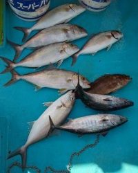 フィッシング太陽 釣果