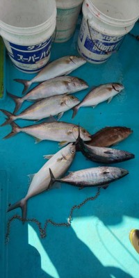 フィッシング太陽 釣果