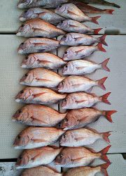 釣り舟　海竜 釣果