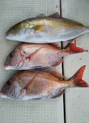 釣り舟 海竜 釣果