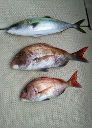 釣り舟 海竜 釣果