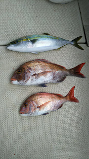 釣り舟　海竜 釣果