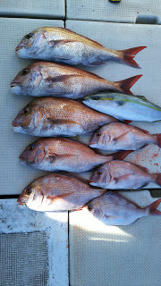 釣り舟　海竜 釣果