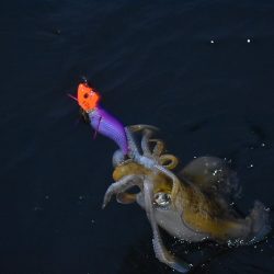 Fisherman Dreams DI 釣果