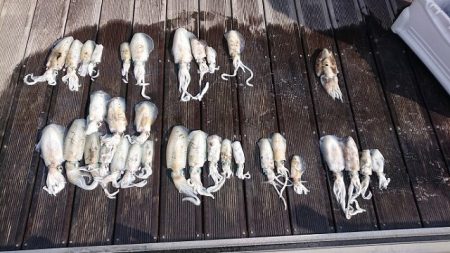 フィッシングボートACE(エース) 釣果