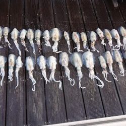 フィッシングボートACE(エース) 釣果