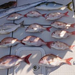 フィッシングボートACE(エース) 釣果