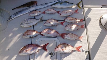 フィッシングボートACE（エース） 釣果