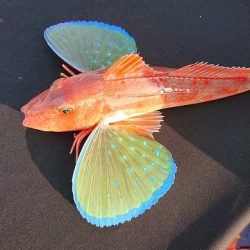 フィッシングボートACE(エース) 釣果