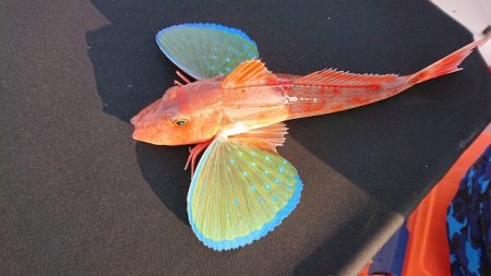 フィッシングボートACE(エース) 釣果