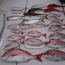 フィッシングボートACE(エース) 釣果