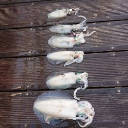 フィッシングボートACE(エース) 釣果