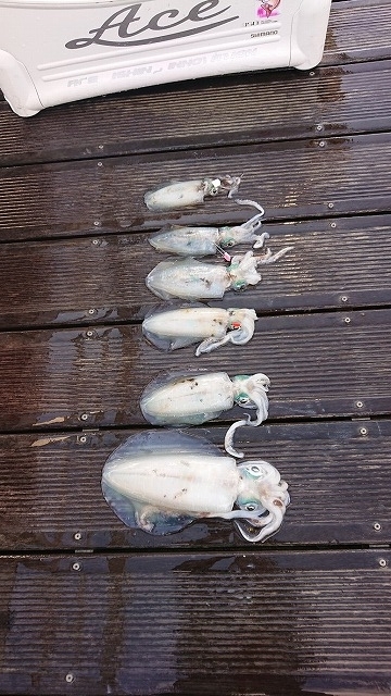 フィッシングボートACE（エース） 釣果