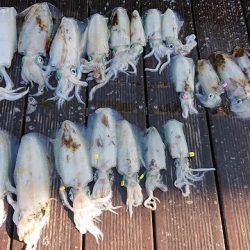 フィッシングボートACE(エース) 釣果