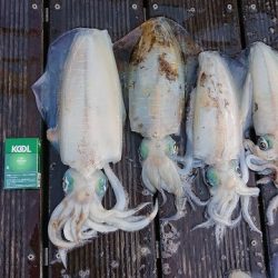 フィッシングボートACE(エース) 釣果