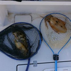 フィッシングボートACE(エース) 釣果